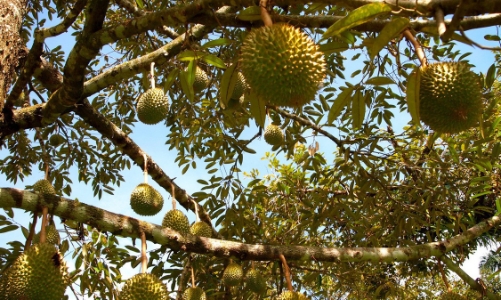 Miền Tây, mùa sầu riêng nức mũi