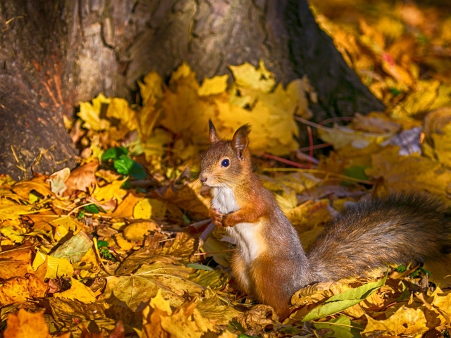 Ngắm mùa thu vàng ở cố đô của nước Nga - Ảnh 16.