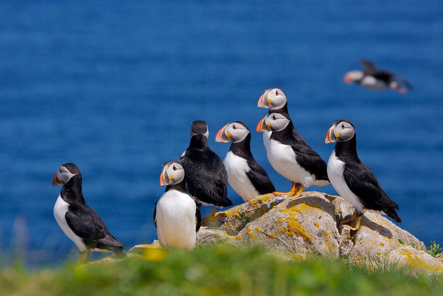 Ngắm băng trôi ở Newfoundland và Labrador - Ảnh 7.