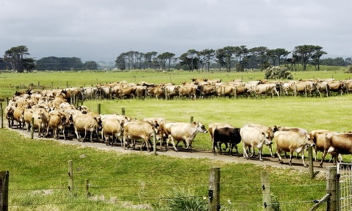 “Khủng hoảng sữa” New Zealand làm chậm TPP