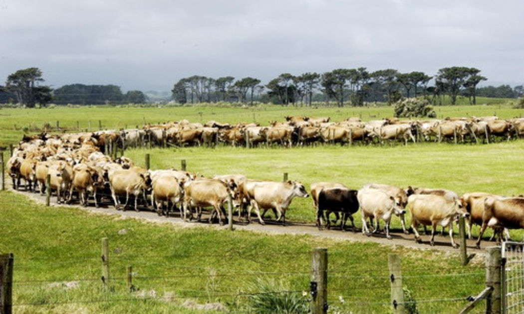 Cho đến nay, ngành sữa là tâm điểm của các cuộc tranh luận gay gắt giữa New Zealand, Canada, Nhật và Mỹ. Một phần vì lý do này mà vòng đàm phán Hiệp định đối tác xuyên Thái Bình Dương (TPP) không thể kết thúc trong tuần trước - Ảnh: ODT.