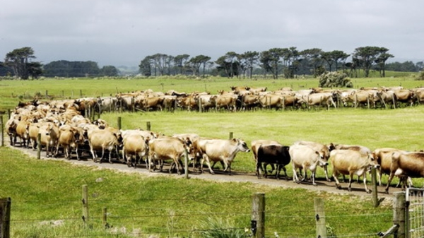 “Khủng hoảng sữa” New Zealand làm chậm TPP