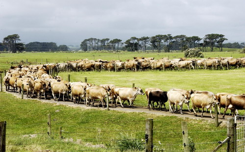 Cho đến nay, ngành sữa là tâm điểm của các cuộc tranh luận gay gắt giữa New Zealand, Canada, Nhật và Mỹ. Một phần vì lý do này mà vòng đàm phán Hiệp định đối tác xuyên Thái Bình Dương (TPP) không thể kết thúc trong tuần trước - Ảnh: ODT.
