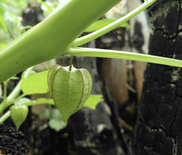 Thực hư việc dùng rễ cây tầm bóp chữa tiểu đường - Ảnh 3.