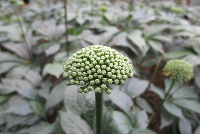 Những lưu ý khi dùng hoa tam thất tươi - Ảnh 1.