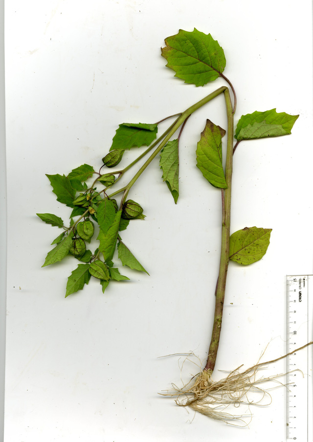 Thực hư việc dùng rễ cây tầm bóp chữa tiểu đường - Ảnh 2.