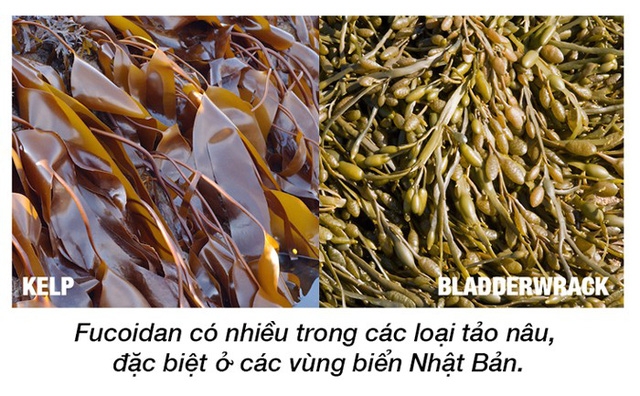 Vén màn bí ẩn “liệu pháp” Fucoidan - Ảnh 3.