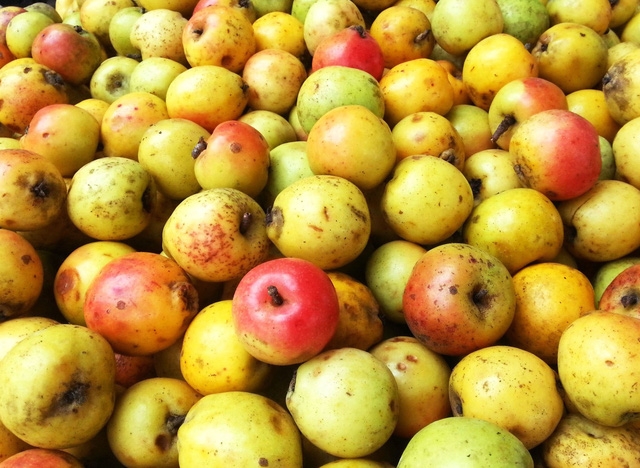 Lên Yên Bái ngắm táo Mèo nở hoa - Ảnh 5.