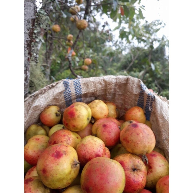 Lên Yên Bái ngắm táo Mèo nở hoa - Ảnh 2.