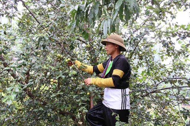 Lên Yên Bái ngắm táo Mèo nở hoa - Ảnh 1.