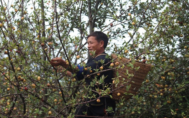 Lên Yên Bái ngắm táo Mèo nở hoa - Ảnh 3.