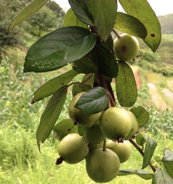 Lên Yên Bái ngắm táo Mèo nở hoa - Ảnh 4.