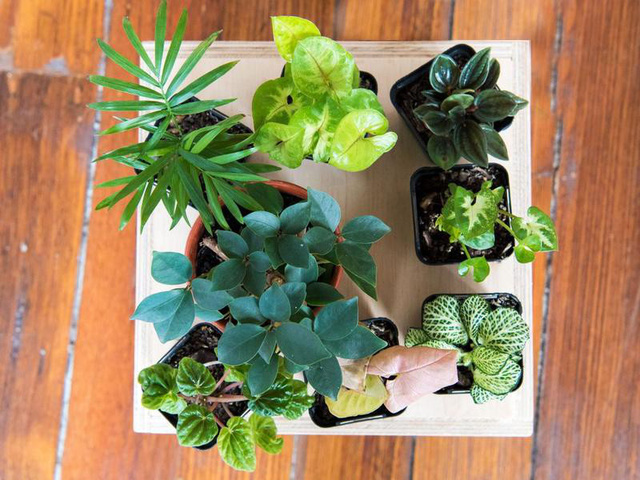Tự tạo một Terrarium xinh xắn cho căn hộ nhỏ - Ảnh 3.