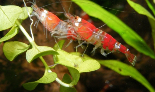 Stress thì đi ngắm… tép