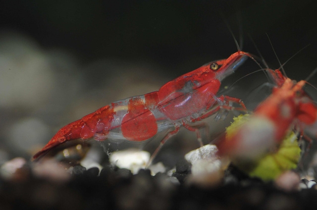 Stress thì đi ngắm… tép - Ảnh 3.