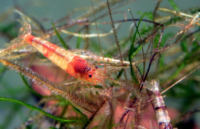 Stress thì đi ngắm… tép - Ảnh 1.