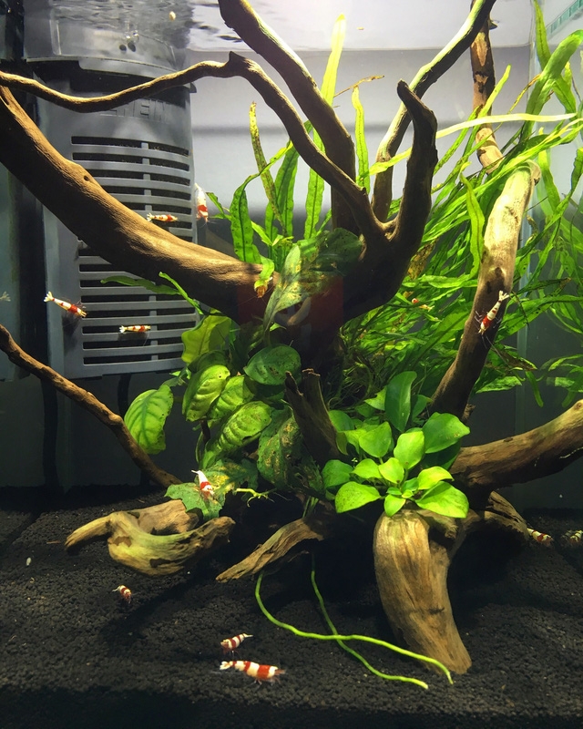 Stress thì đi ngắm… tép - Ảnh 2.