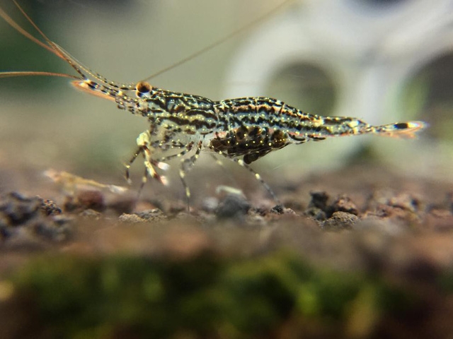 Stress thì đi ngắm… tép - Ảnh 7.