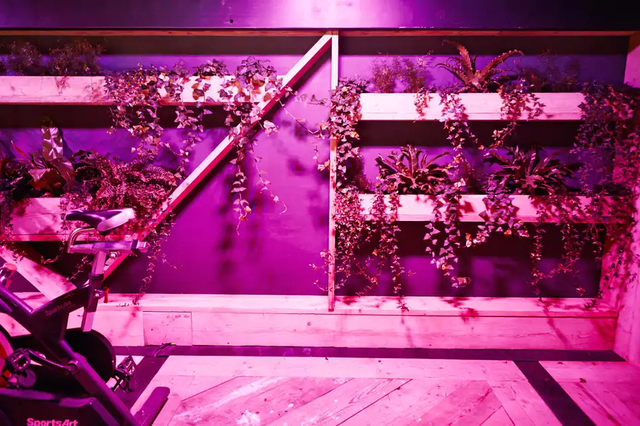 Bạn có muốn tập trong một phòng gym xanh? - Ảnh 12.