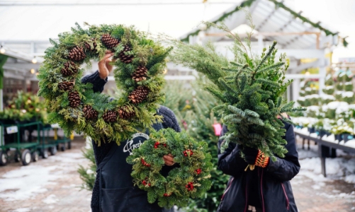 Thị trường cây thông Noel: cây thật giá cao vẫn đắt khách