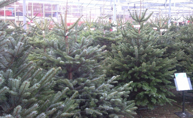 Thị trường cây thông Noel: cây thật giá cao vẫn đắt khách - Ảnh 1.