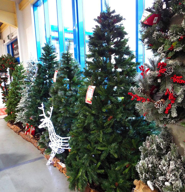 Thị trường cây thông Noel: cây thật giá cao vẫn đắt khách - Ảnh 3.