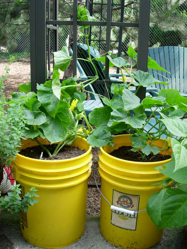 Trồng rau ngay trong nhà, tại sao không? - Ảnh 4.