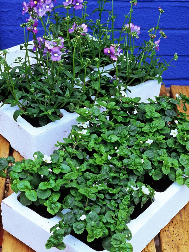 Trồng rau ngay trong nhà, tại sao không? - Ảnh 5.