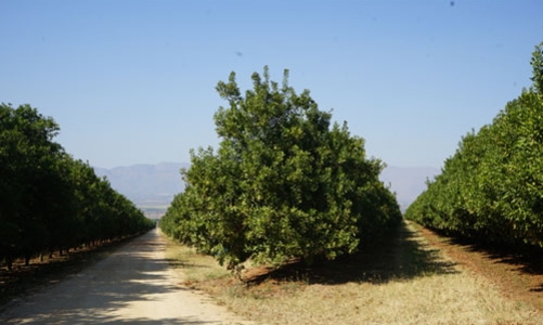 Quốc gia số 1 về mắc-ca: Nam Phi không ăn may