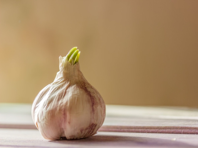 Thực hư việc tỏi mọc mầm chữa ung thư - Ảnh 2.