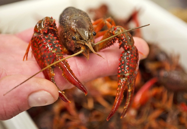 Vì sao phải cấm bán tôm hùm đất? - Ảnh 1.