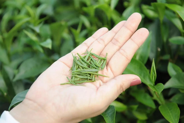 Trà đinh Tân Cương vì sao đắt như vàng? - Ảnh 2.