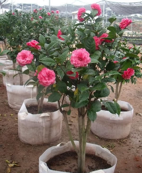 Thị trường cây cảnh đón Tết: hoa nội lên ngôi - Ảnh 2.