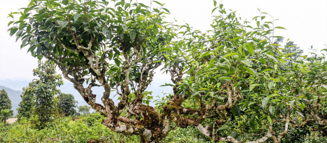 Shan Tuyết – trà 5 cực của Việt Nam - Ảnh 1.