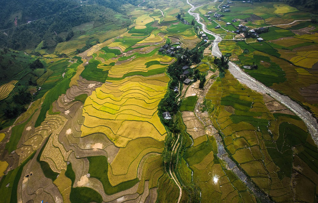 Cuối tuần rủ nhau đi Tú Lệ ngắm lúa chín - Ảnh 3.