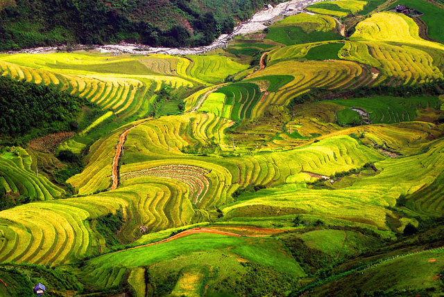 Cuối tuần rủ nhau đi Tú Lệ ngắm lúa chín - Ảnh 2.