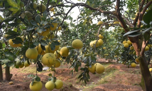 Vườn bưởi Diễn trĩu quả sẵn sàng phục vụ Têt Nguyên Đán