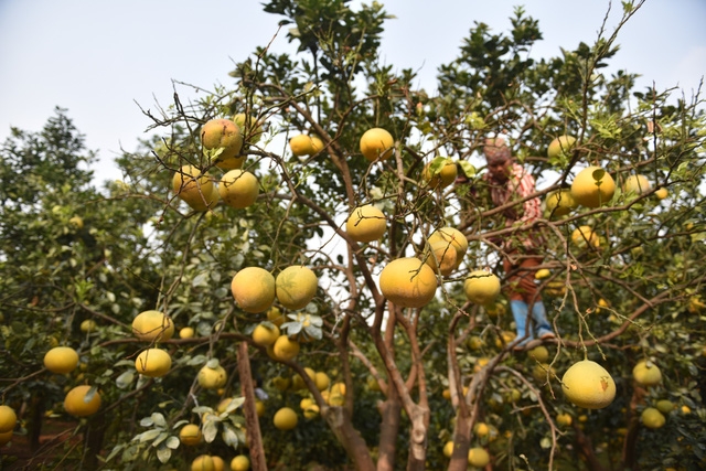Vườn bưởi Diễn trĩu quả sẵn sàng phục vụ Têt Nguyên Đán - Ảnh 3.