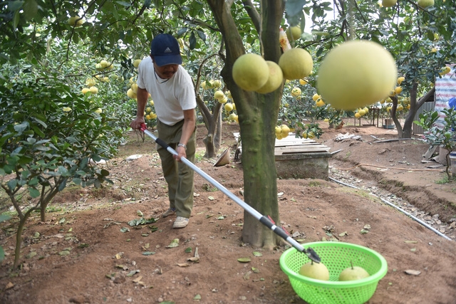 Vườn bưởi Diễn trĩu quả sẵn sàng phục vụ Têt Nguyên Đán - Ảnh 4.
