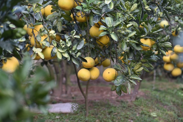 Vườn bưởi Diễn trĩu quả sẵn sàng phục vụ Têt Nguyên Đán - Ảnh 6.