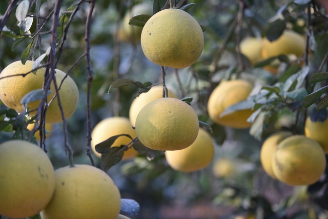 Vườn bưởi Diễn trĩu quả sẵn sàng phục vụ Têt Nguyên Đán - Ảnh 5.