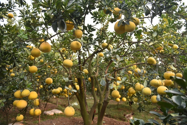 Vườn bưởi Diễn trĩu quả sẵn sàng phục vụ Têt Nguyên Đán - Ảnh 1.