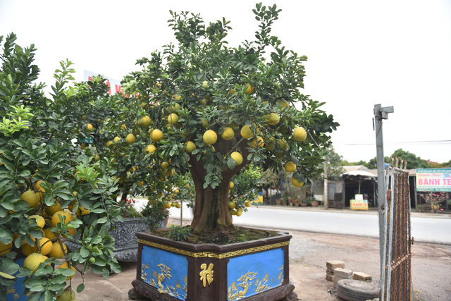 Chậu bưởi bonsai hút khách dịp cận Tết - Ảnh 5.