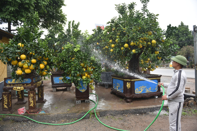 Chậu bưởi bonsai hút khách dịp cận Tết - Ảnh 7.