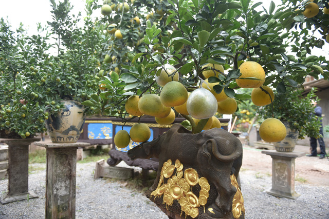 Chậu bưởi bonsai hút khách dịp cận Tết - Ảnh 2.