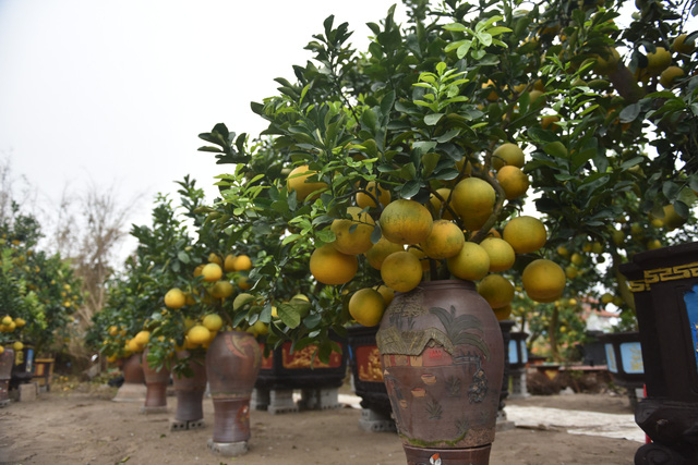 Chậu bưởi bonsai hút khách dịp cận Tết - Ảnh 6.