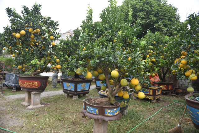 Chậu bưởi bonsai hút khách dịp cận Tết - Ảnh 3.
