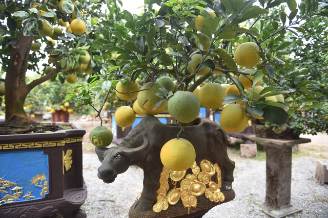 Chậu bưởi bonsai hút khách dịp cận Tết - Ảnh 1.