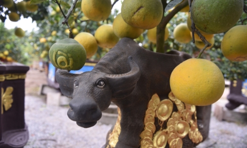 Chậu bưởi bonsai hút khách dịp cận Tết