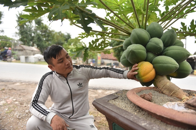 Cây đu đủ bonsai bày Tết được nhiều người săn lùng - Ảnh 8.